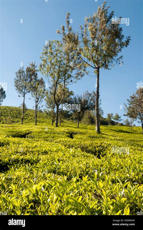 Green tea plants grown in tea estates of Munnar Stock Photo - Alamy