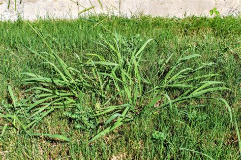 How and When to Apply Crabgrass Preventer | Estate Premium Lawn Care