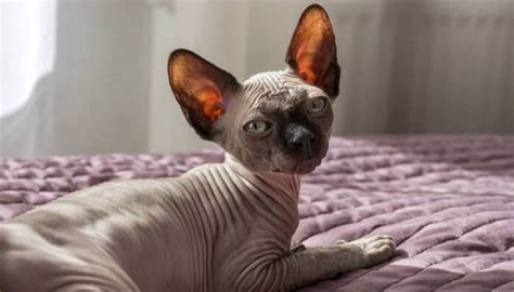 Lista de Gatos Sin Pelo: 7+ Razas, Características y Cuidados