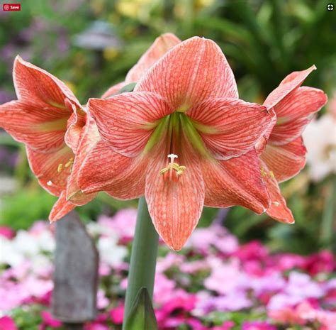 Apricot Amaryllis Bulbs For Sale Online | Amaryllis Exotica – Easy To Grow Bulbs