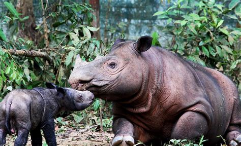 Adorable photos of first baby Sumatran rhino born in captivity taking his first steps | Daily ...