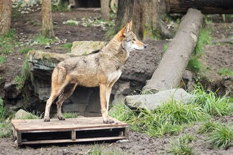 Red Wolf | One of the red wolves that the Point Defiance Zoo… | Flickr