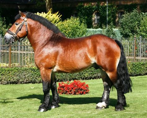 Rhenish German Coldblood | Indian horses, Draft horses, Show horses