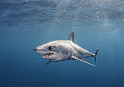 Shortfin Mako Shark: the World's Ultimate Hunter (Updated 2023)