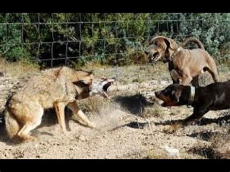 Dogs vs wolves 100% Real Footage!!! - YouTube