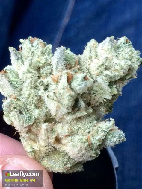 Gorilla Glue #4 Strain Information & Reviews | Where's Weed