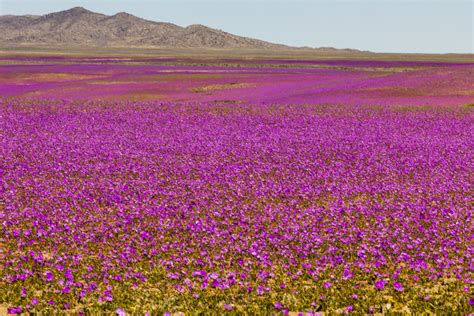 A new national park for Chile’s desert super blooms - Lonely Planet