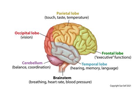 Lobes of the Brain and Their Functions | OncoLink