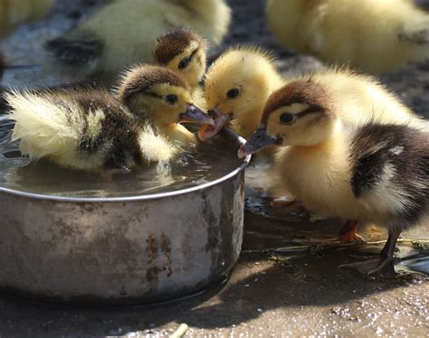 Caring for Abandoned Ducklings