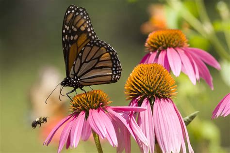 9 Drought Tolerant Plants for Your Summer Garden - The Brown Gardener