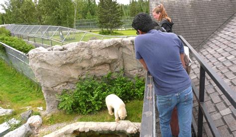 Timmins News: The Cochrane Polar Bear Habitat getting an update | CTV News