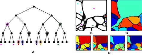 Frontiers | Feasibility of 3D Reconstruction of Neural Morphology Using Expansion Microscopy and ...