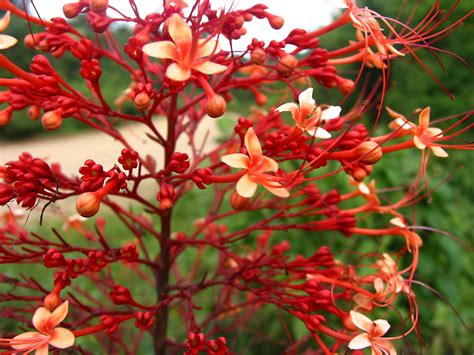 Clerodendrum paniculatum (Lamiaceae) image 25477 at PhytoImages.siu.edu