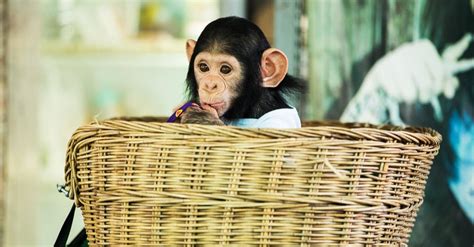 9 Monkey Breeds That People Keep as Pets - AZ Animals