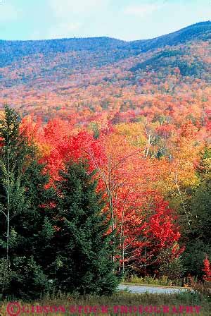 autumn color maple and evergreen trees Vermont Stock Photo 15116