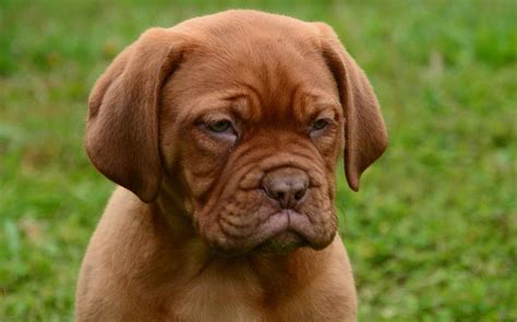 French Mastiff Temperament | PETSIDI