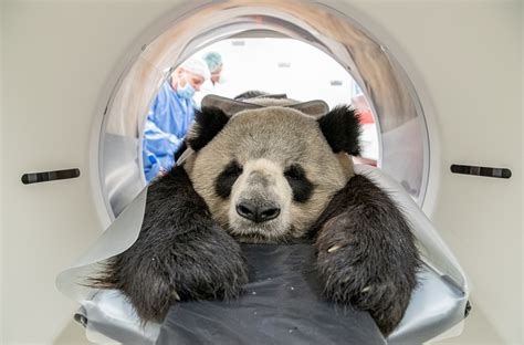 Captive breeding in giant pandas – Bridging between innovative ART and ...