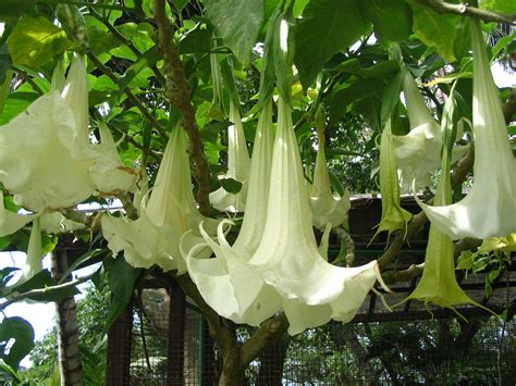 File:Brugmansia candida flowers.jpg - Wikimedia Commons