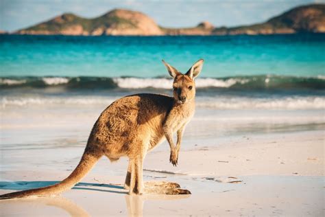 7 fatti curiosi e da record in Australia - Evolution Travel