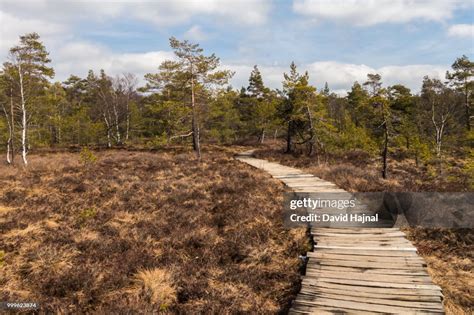 Black Moor High-Res Stock Photo - Getty Images