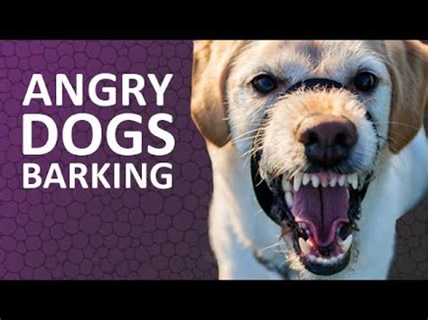 Small Dog Barking Sound Download - Videohive , After Effects,Pro Video ...