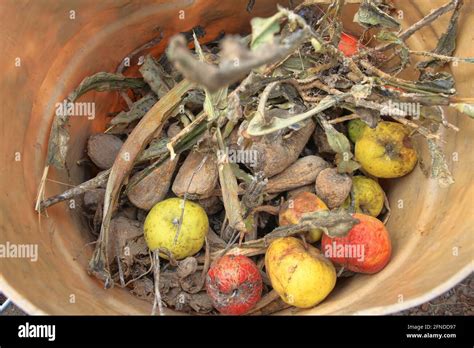 Rotten vegetables hi-res stock photography and images - Alamy