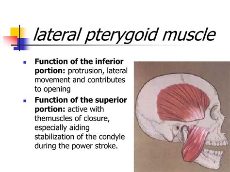 PPT - BIOLOGY OF THE HUMAN DENTITION PowerPoint Presentation, free ...