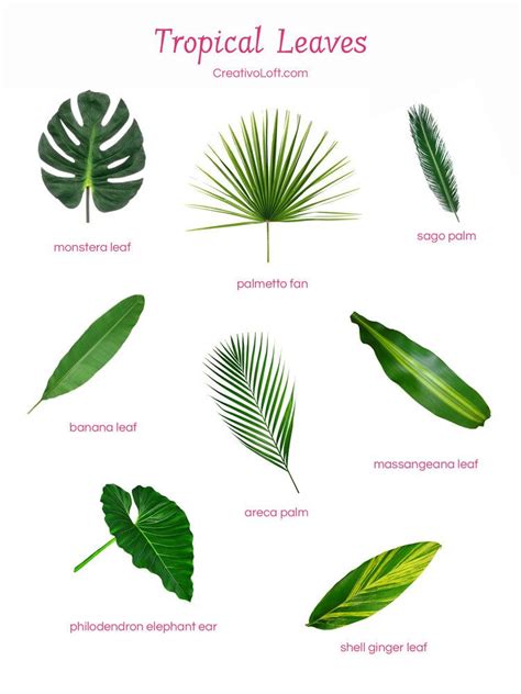 Various popular tropical leaves for floral arrangements. | Tropical ...