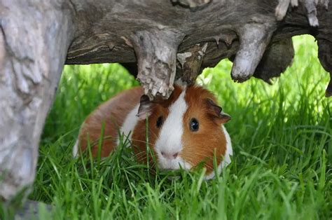 Can Pet Guinea Pigs Survive In The Wild? | AtractivoPets