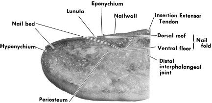 Anatomy and physiology of the perionychium - Hand Clinics