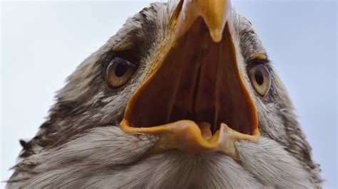 Desktop Wallpaper Bald Eagle, Open Mouth, Beak, Close Up, Hd Image ...