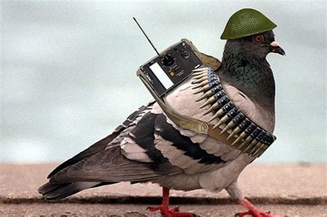 bird deterrent Canada Archives - Pigeon Patrol Canada - Bird Control Products & Services