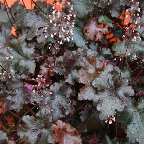 Heuchera 'Black Beauty' (P)