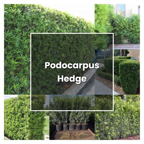 How to Grow Podocarpus Hedge - Plant Care & Tips | NorwichGardener