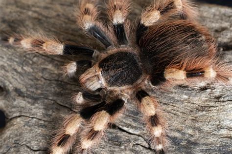 Wolf Spider vs Tarantula (Similarities & Differences) – Fauna Facts