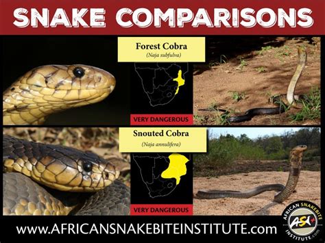 Snake Comparison - Forest Cobra vs Snouted Cobra - African Snakebite Institute