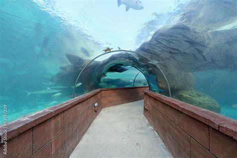 Aquarium Tunnel Stock Photo | Adobe Stock