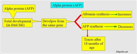 Alpha-Fetoprotein (AFP), α-Fetoprotein and its Significance - Labpedia.net