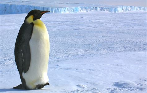 Extinct Mega-Penguin Was As Tall As a Person | Discover Magazine