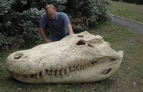 Skull of a Purussaurus : r/interestingasfuck