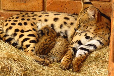 Wildlife Vet Share Update: Welcomes Serval Kittens