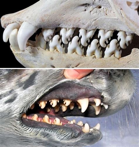 The teeth of the crab-eater seal (which doesn't actually feed on crabs). They're used to filter ...