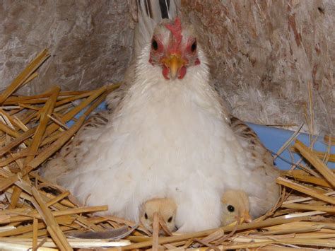 serama hen and babies