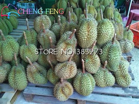 10pcs Durian Seeds - Best Seeds Online | Free Shipping Worldwide | BestSeedsOnline.com