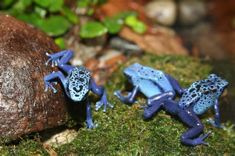 File:Poison Dart Frog (Dendrobates azureus) 2.jpg - Wikipedia