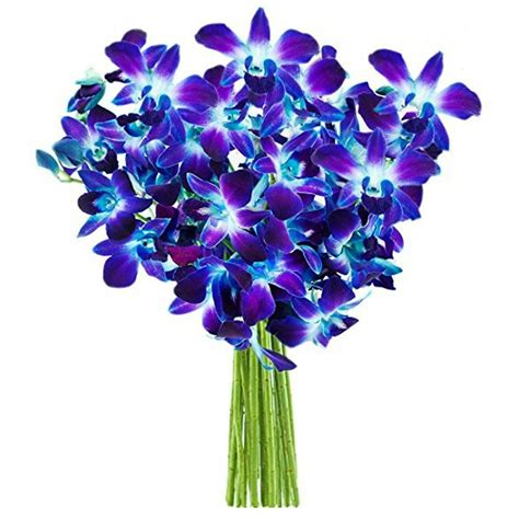 KaBloom: Bouquet of 10 Blue Dendrobium Orchids - Fresh Flowers for Delivery - Walmart.com ...