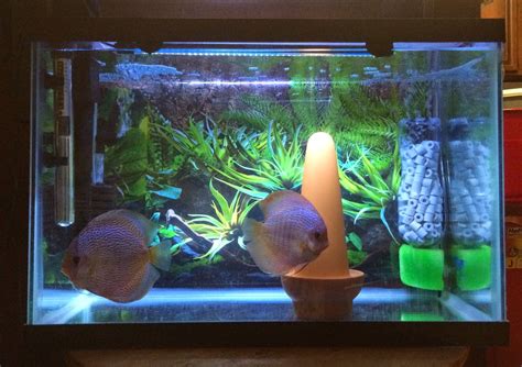 Kaylen's Discus Blog: DIY Aquarium Filter