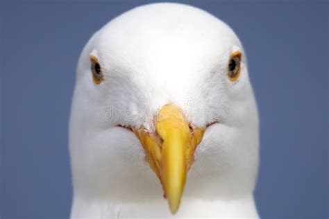 Close up Seagull stock image. Image of lari, lairdae - 26242033