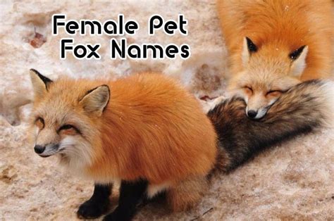 Top 100 Cute Female Pet Fox Names - Cute Nicknames | Pet fox, Cute animals, Fox village japan