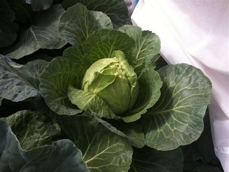 Category:Summer cabbage varieties | WikiGardener | FANDOM powered by Wikia